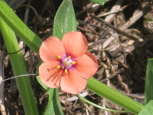 Scarlet Pimpernel flower