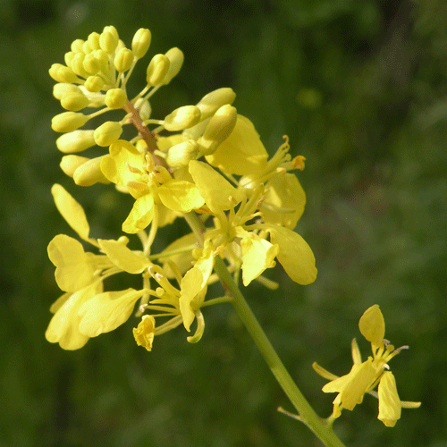 Black Mustard flowers