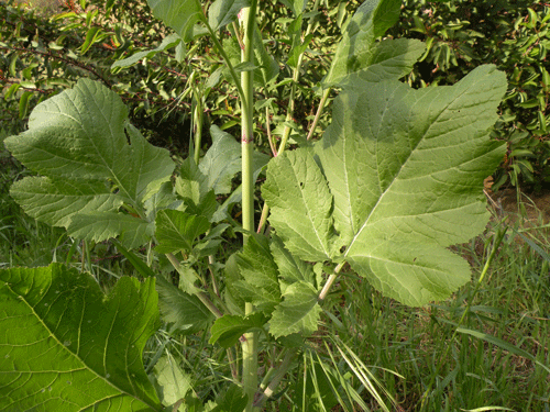 Black Mustard leaves