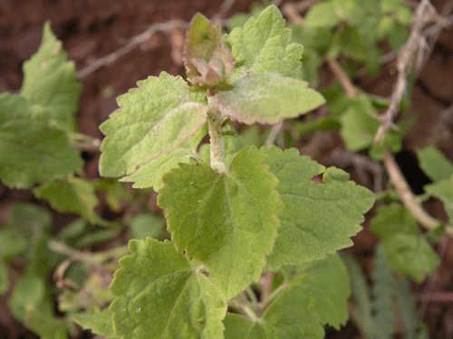 California Brickellbush leaves