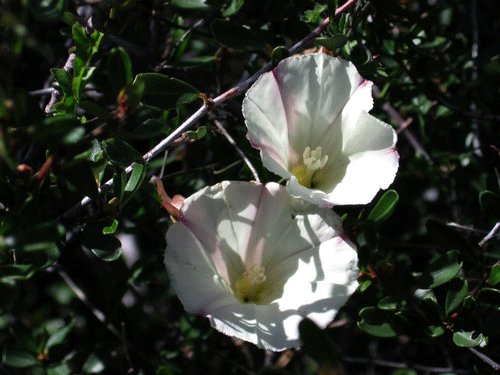 Calystegia macrostegia cyclostegia flower
