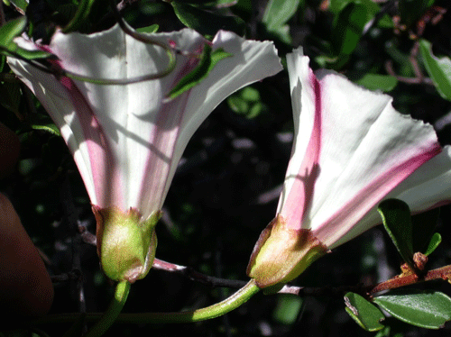 Calystegia macrostegia cyclostegia flower bracts