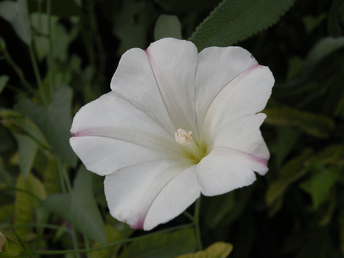 Calystegia purpurata flower