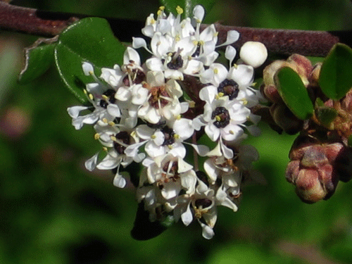 Bigpod Ceanothus flowers