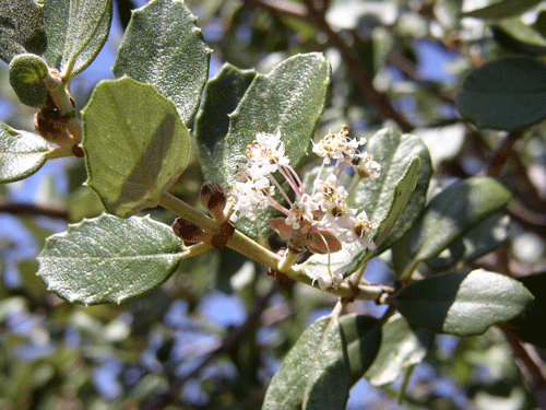 Bigpod Ceanothus leaves
