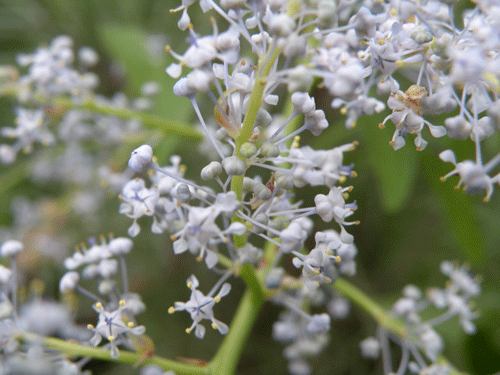 Greenbark Ceanothus flowers