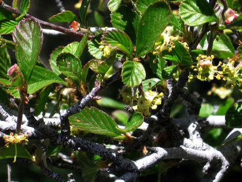 Birchleaf Mountain Mahogany flowers