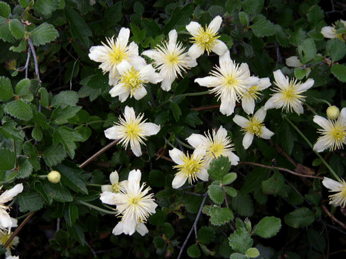 Clematis lasiantha flowers