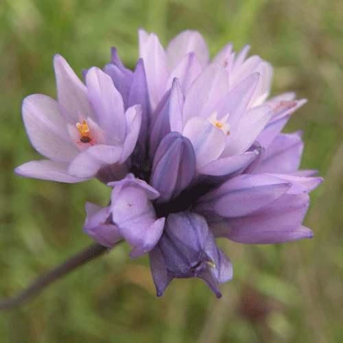 Blue Dicks flowers