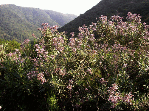 Thickleaf Yerba Santa shrub