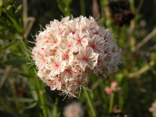 Eriogonum fasciculatum foliolosum flowers