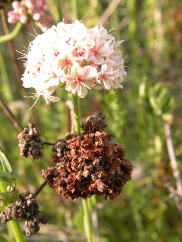 Eriogonum fasciculatum foliolosum flowers, new and old