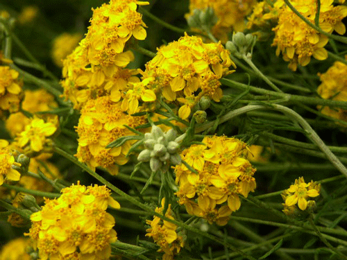 Golden Yarrow flowers