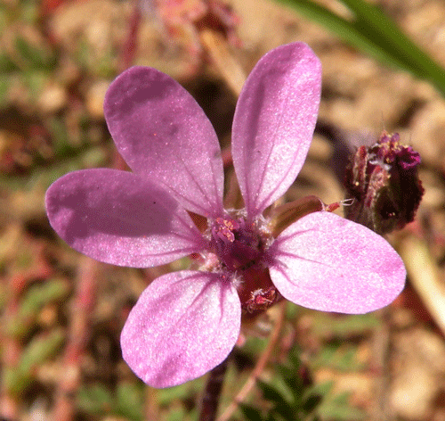 Redstem Filaree flower