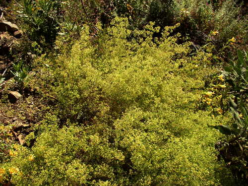 Chaparral Bedstraw