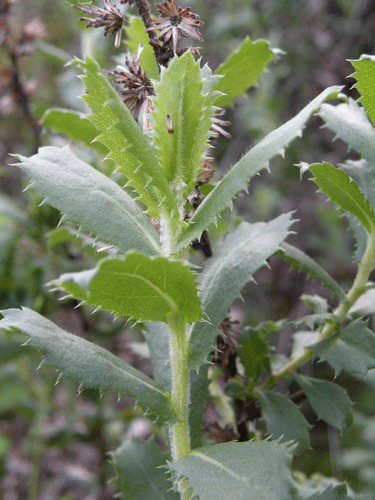 Prickly Sawtooth Goldenbush leaves