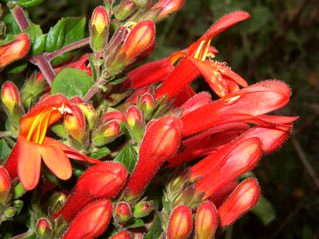 Keckiella cordifolia flowers