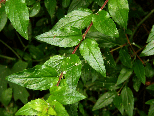 Keckiella cordifolia leaves