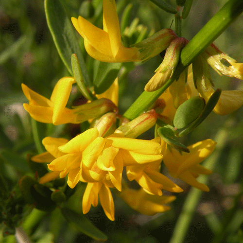 Deerweed flowers