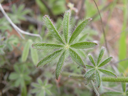 Lupinus bicolor leaf