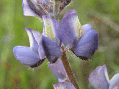 Lupinus bicolor flowers