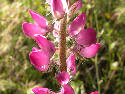 Nettle Lupine inflorescence