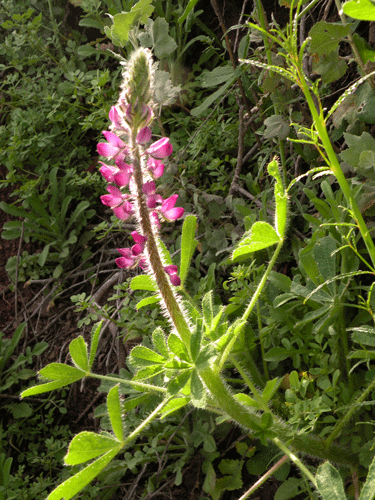 Nettle Lupine plant