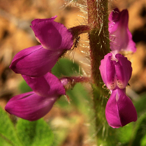 Nettle Lupine flowers