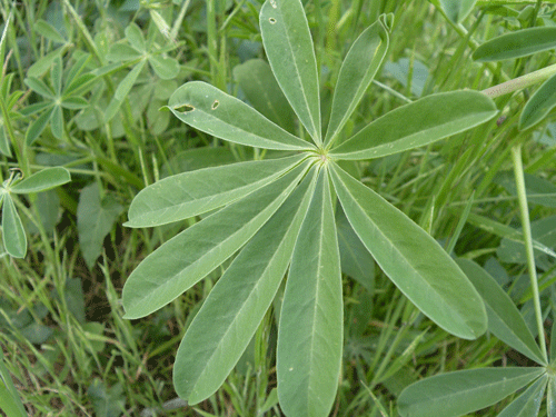 Lupinus succulentus leaf