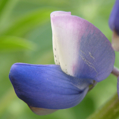 Lupinus succulentus flower