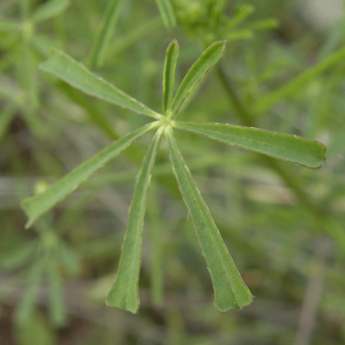 Lupinus truncatus leaf