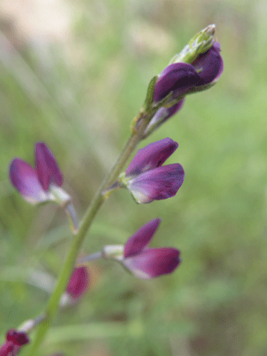 Lupinus truncatus flowers