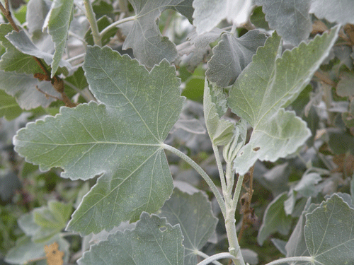 Chaparral Bushmallow leaves