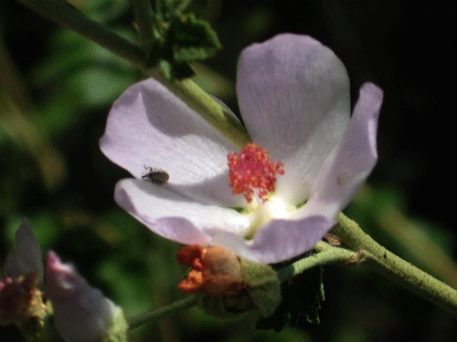 Chaparral Bushmallow flower