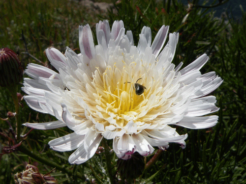 Malacothrix saxatalis flower head