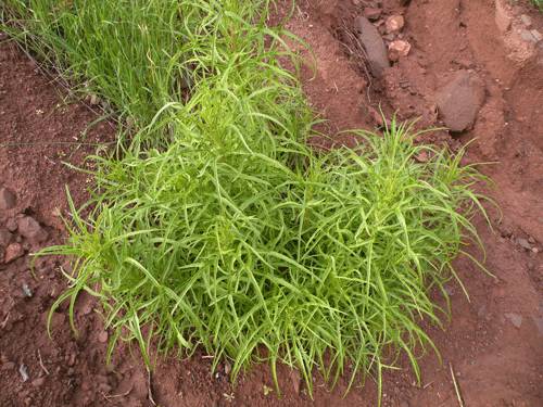 Malacothrix saxatalis var. tenuifolia plant