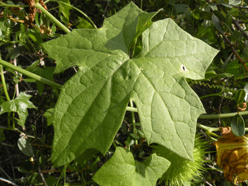 Large-fruited Man-root leaf