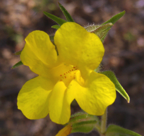 Mimulus brevipes flower