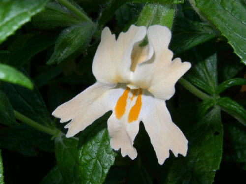 Mimulus longiflorus flower