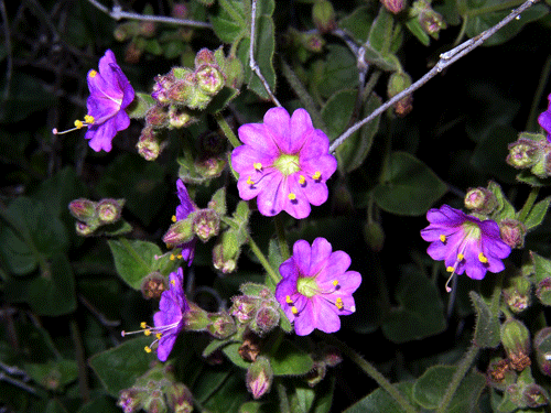 California Wishbone Bush flowers