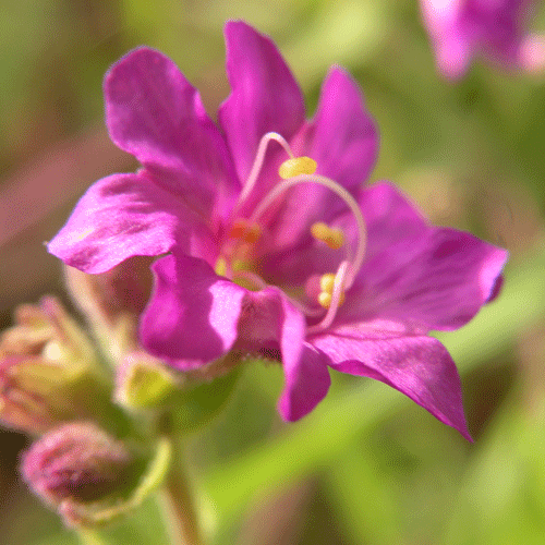California Wishbone Bush flower