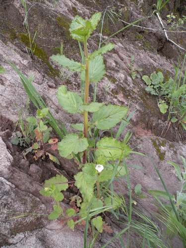 Phacelia viscida var. albiflora