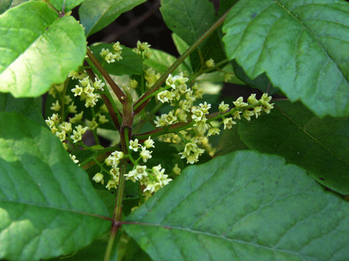 Western Poison Oak flowers