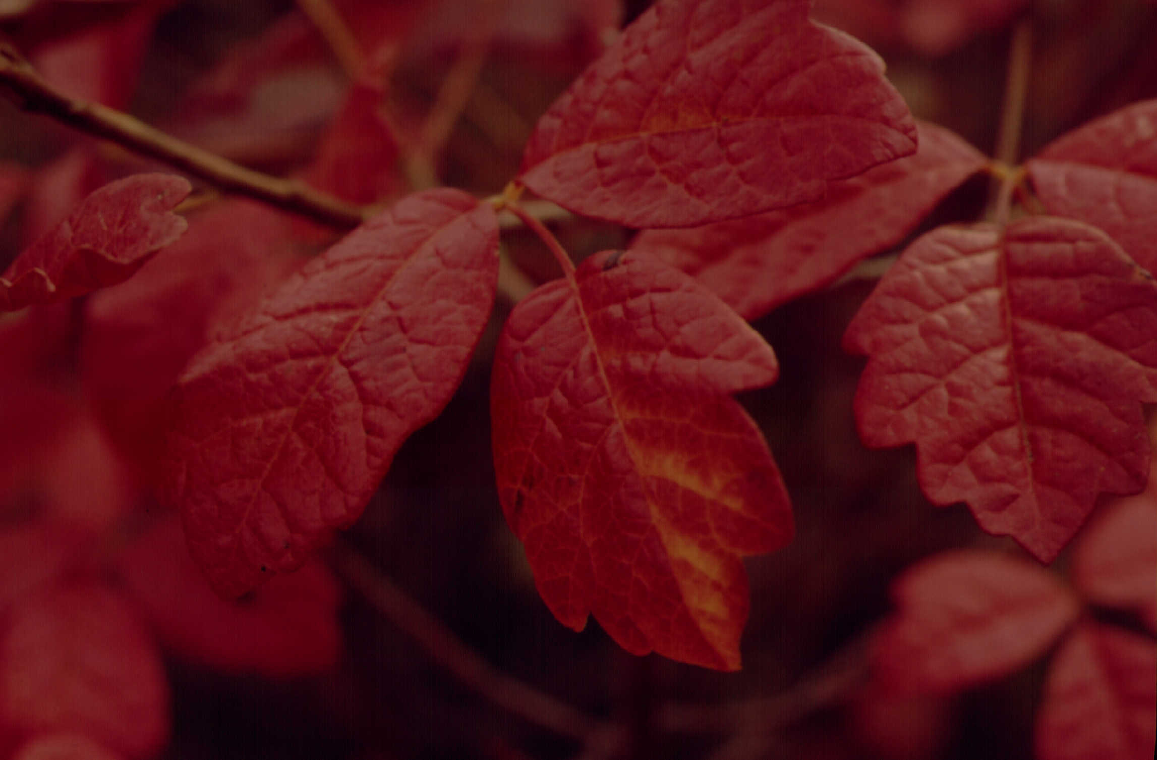 Western Poison Oak in fall color